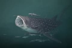 Whale Shark