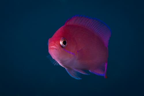 Redbar Anthias