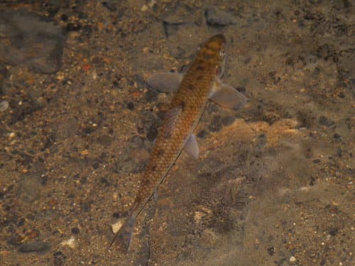 Common Gudgeon