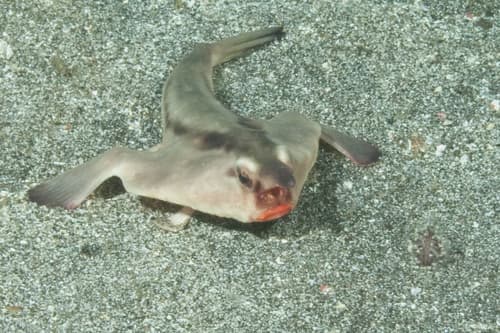 Red-lipped Batfish