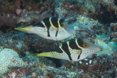 Mimic Filefish
