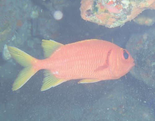 Yellowfin Soldierfish