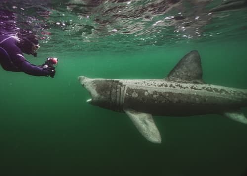 Basking Shark