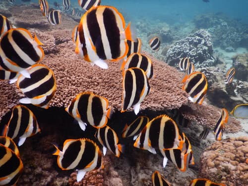 Threeband Butterflyfish