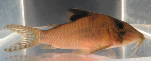 Masquerade Corydoras