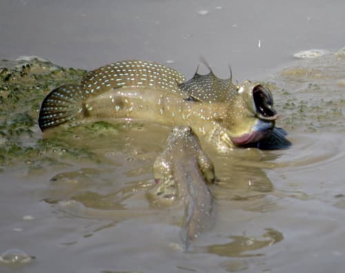 Great Blue-spotted Mudskipper