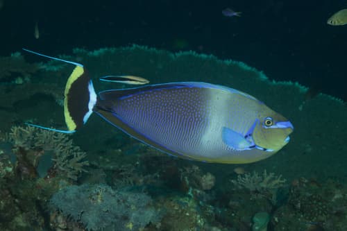 Bignose Unicornfish