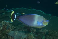 Bignose Unicornfish