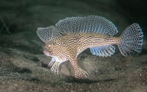 Spotted Handfish