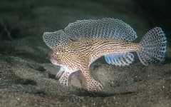 Spotted Handfish