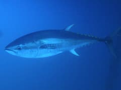 Bluefin Tuna