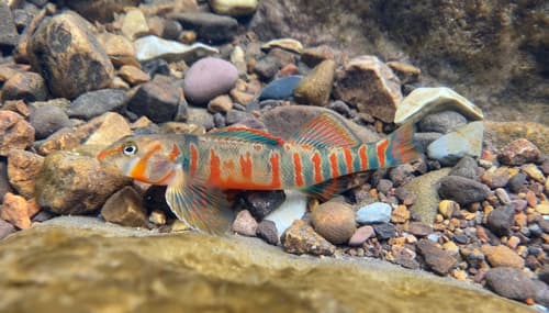 Candy Darter