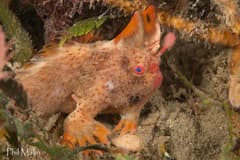 Frogfish
