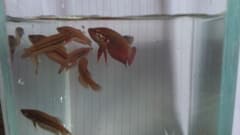 Siamese Fighting Fish