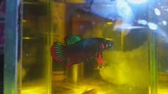 Betta (Siamese Fighting Fish)