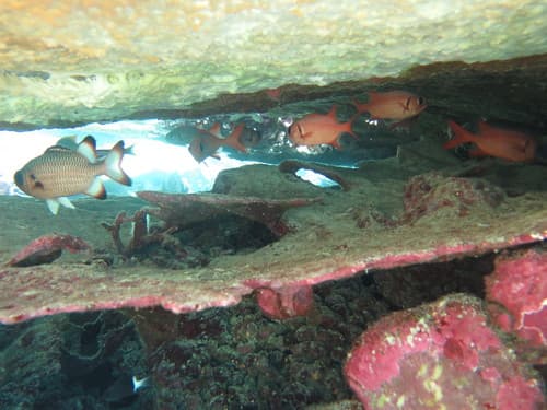 Shadowfin Soldierfish