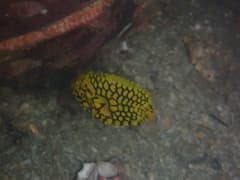 Pinecone Fish