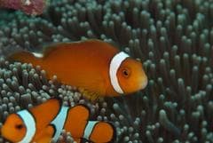 Sebae Clownfish