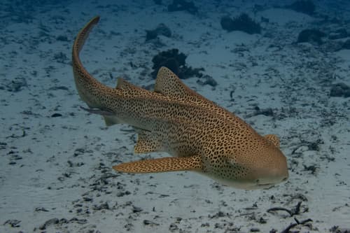 Zebra Shark