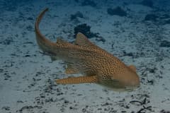Zebra Shark