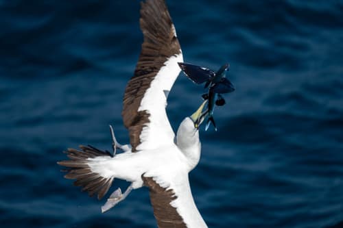 Blacksail Flyingfish