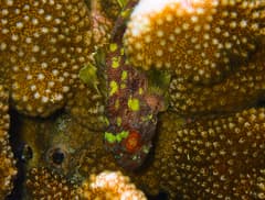 Yellowspotted Scorpionfish