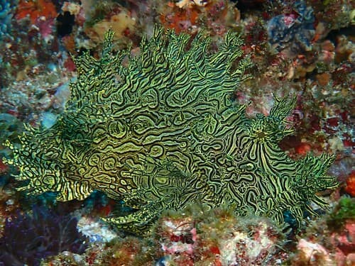 Lacey Scorpionfish