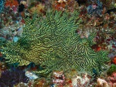 Lacey Scorpionfish