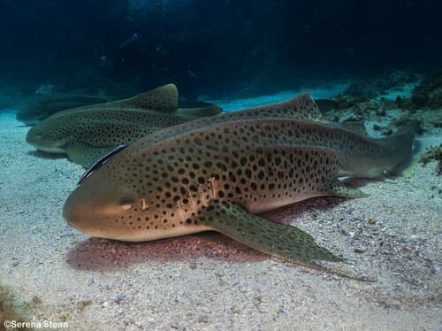 Zebra Shark