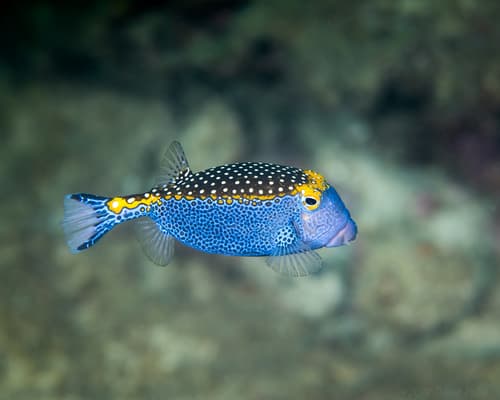 Spotted Boxfish