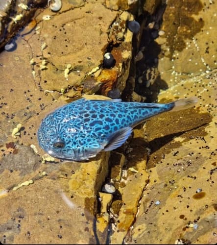Blue-spotted Stargazer