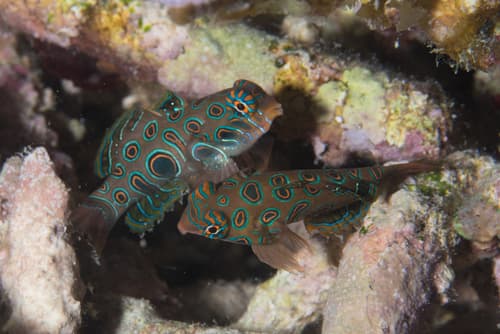 Psychedelic Dragonet