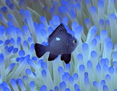 Three-spot Dascyllus