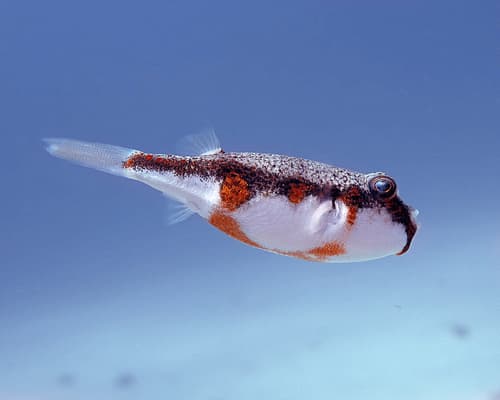 Orangebarred Puffer