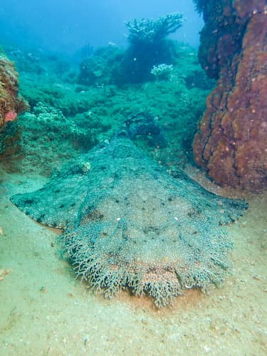 Tasselled Wobbegong