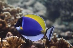 Powder Blue Tang
