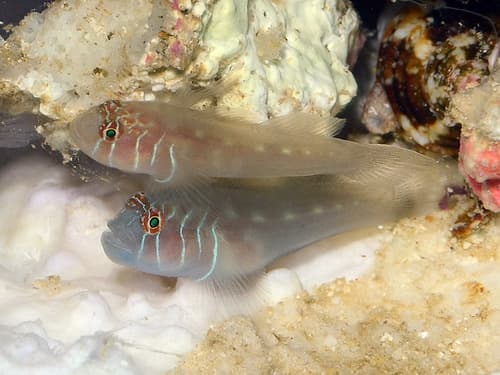 Clown Goby