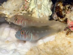 Clown Goby