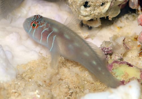 Goby (Clown)