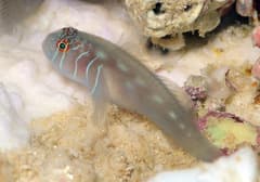 Goby (Clown)