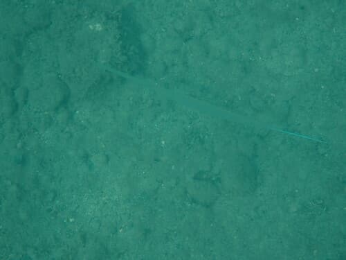 Blue-spotted Cornetfish