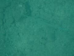 Blue-spotted Cornetfish