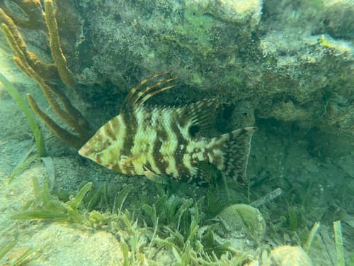 Hogfish