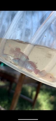 Derham's Nothobranch