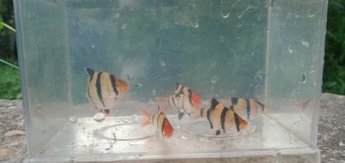 Tiger Barb