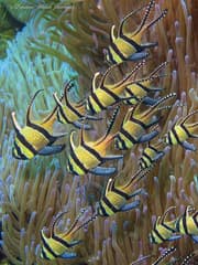 Banggai Cardinalfish