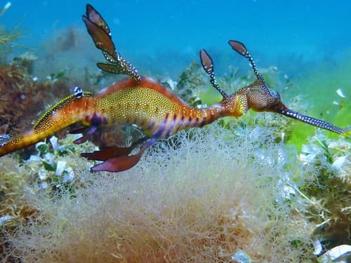 Weedy Seadragon