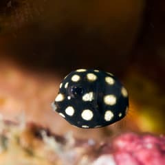 Smooth Trunkfish