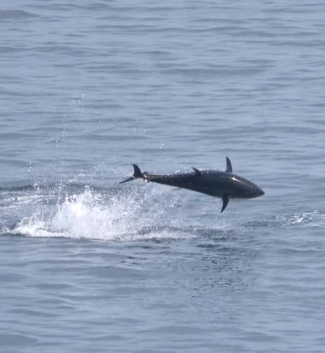 Atlantic Bluefin Tuna