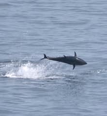 Atlantic Bluefin Tuna